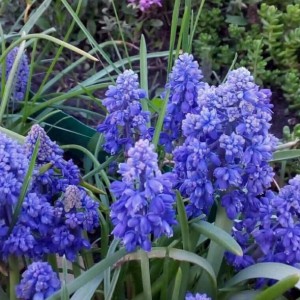 Комплект 5шт / Мускари Блю Спайк