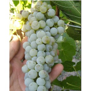 Виноград Грушевский белый
